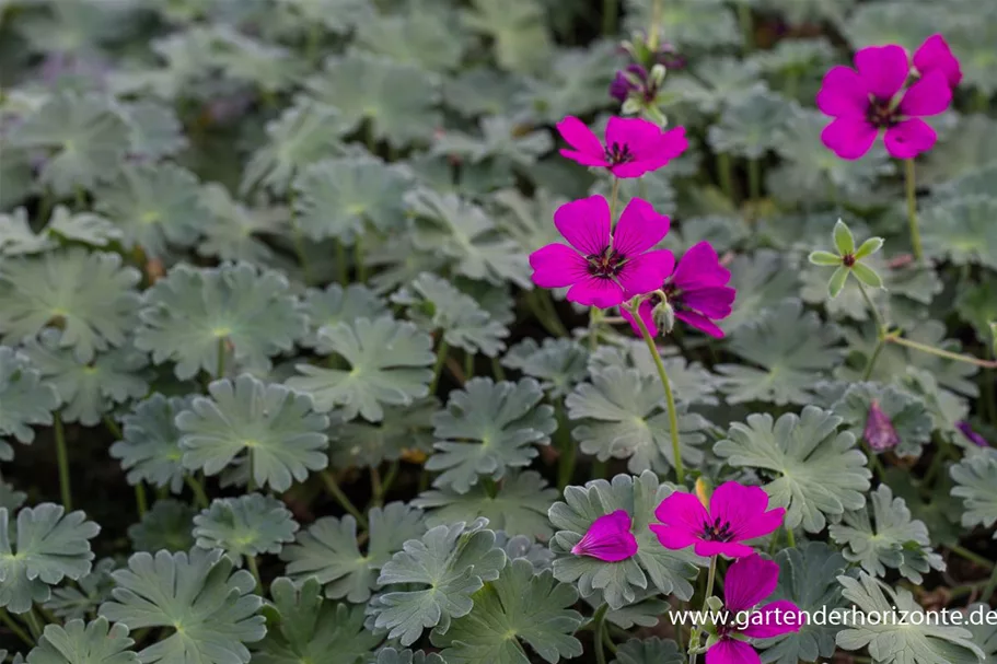 Aschgrauer Garten-Storchschnabel 'Jolly Jewel Red' 9 x 9 cm Topf 0,5 Liter