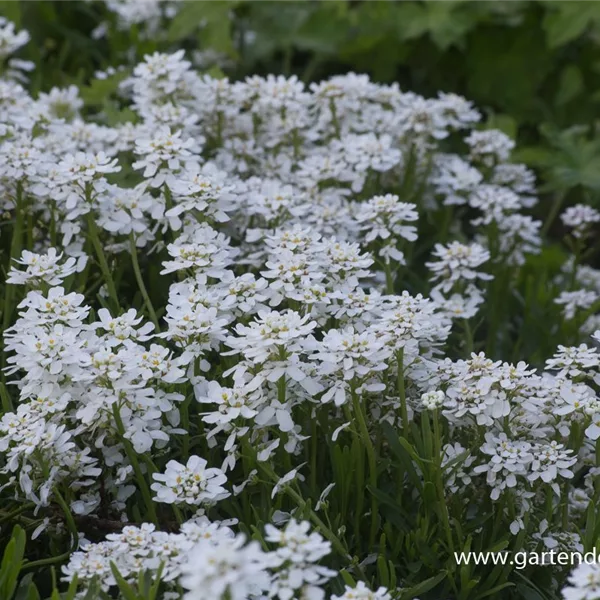 Immergrüne Schleifenblume 'Findel'