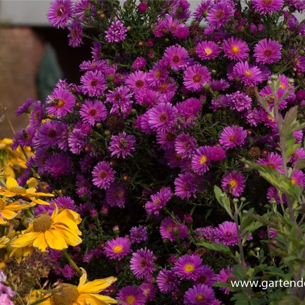 Glattblatt-Aster 'Karminkuppel'