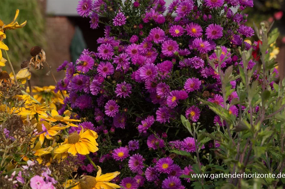 Glattblatt-Aster 'Karminkuppel' 1 Liter Topf