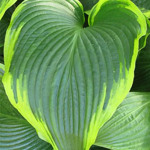 Blaugrün-gelbe Funkie 'Flavocircinalis'