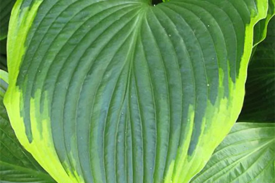 Blaugrün-gelbe Funkie 'Flavocircinalis' 1 Liter Topf