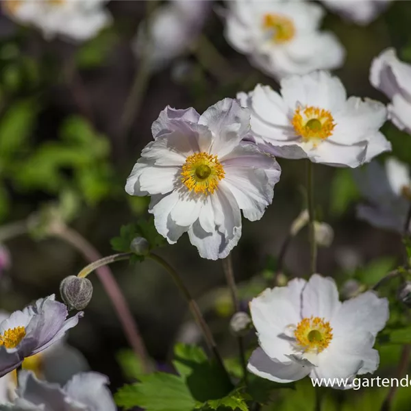 Herbst-Anemone 'Dreaming Swan'®