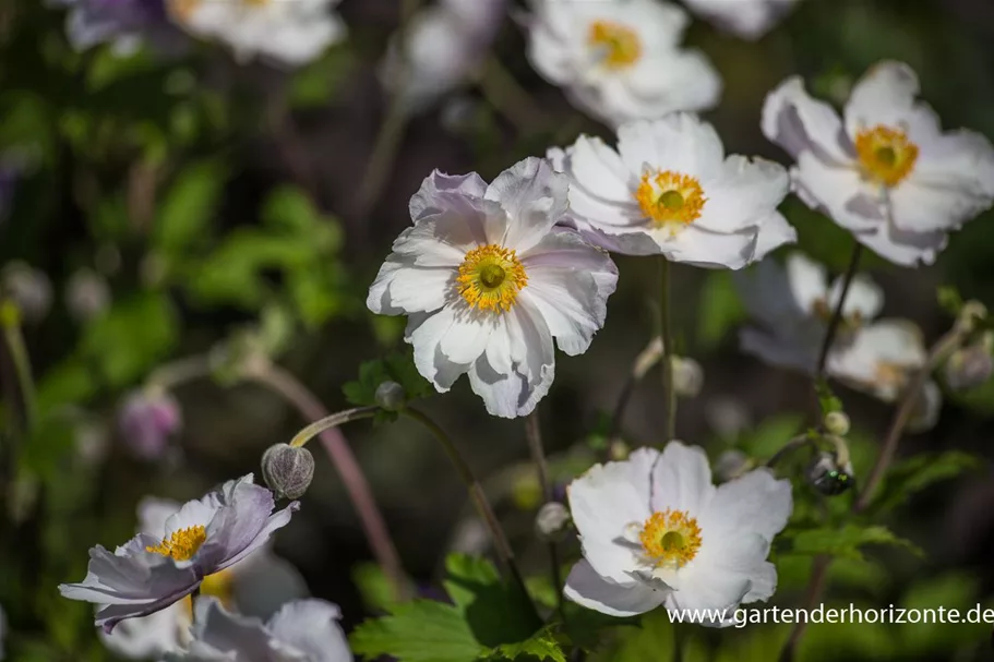 Herbst-Anemone 'Dreaming Swan'® 9 x 9 cm Topf 0,5 Liter 