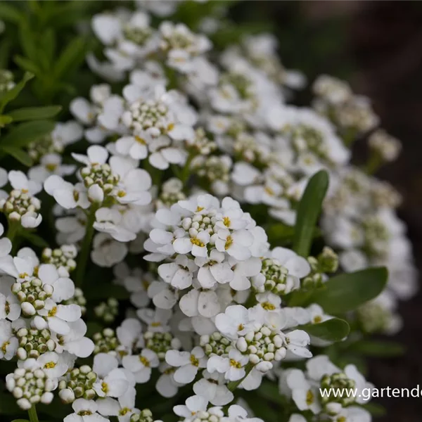 Immergrüne Schleifenblume 'Zwergschneeflocke'