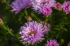 Glattblatt-Aster 'Fellowship' 1 Liter Topf