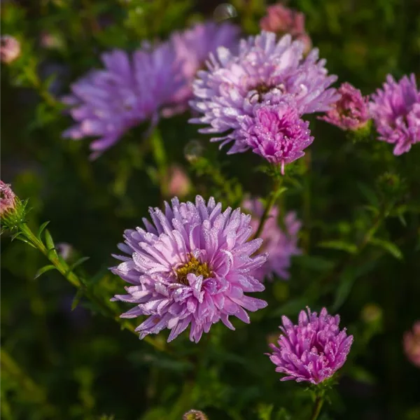 Glattblatt-Aster 'Fellowship'