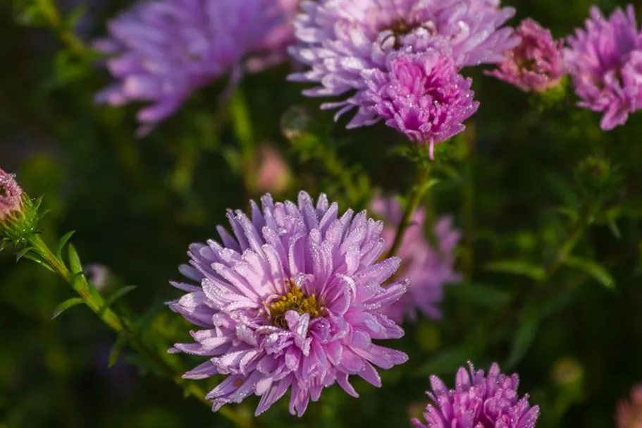 Glattblatt-Aster 'Fellowship' 1 Liter Topf