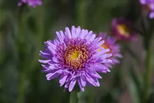 Gefüllte Alpen-Aster 'X Pink' 9 x 9 cm Topf 0,5 Liter