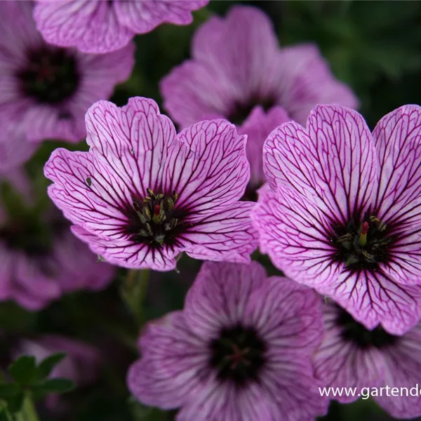 Aschgrauer Storchschnabel 'Ballerina'