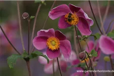 Herbst-Anemone 'Splendens' 9 x 9 cm Topf 0,5 Liter