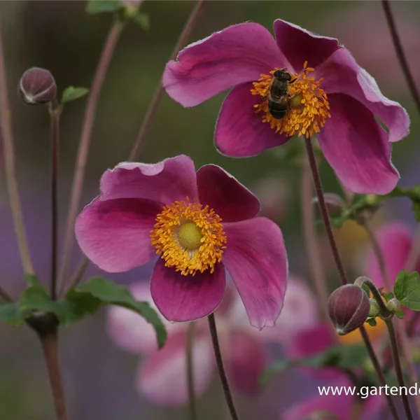 Herbst-Anemone 'Splendens'