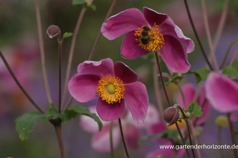 Herbst-Anemone 'Splendens' 9 x 9 cm Topf 0,5 Liter