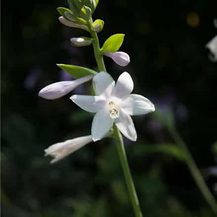 Duftende Grünrand-Gold-Funkie 'Guacamole'