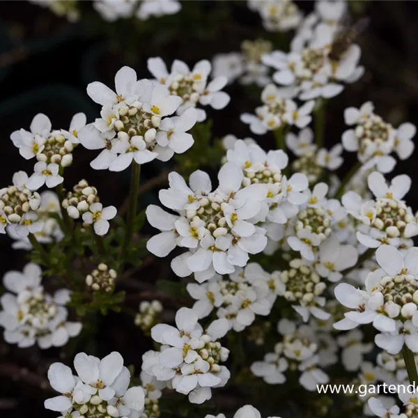 Immergrüne Schleifenblume 'Fischbeck'