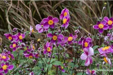 Herbst-Anemone 'Splendens' 9 x 9 cm Topf 0,5 Liter