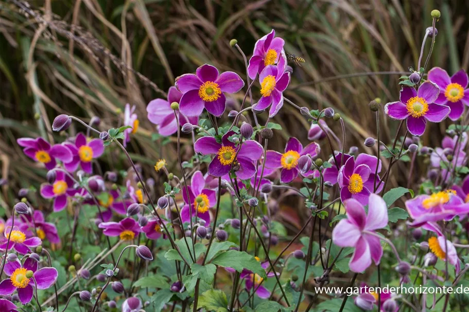 Herbst-Anemone 'Splendens' 9 x 9 cm Topf 0,5 Liter