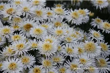 Gefüllte Alpen-Aster 'X White' 9 x 9 cm Topf 0,5 Liter