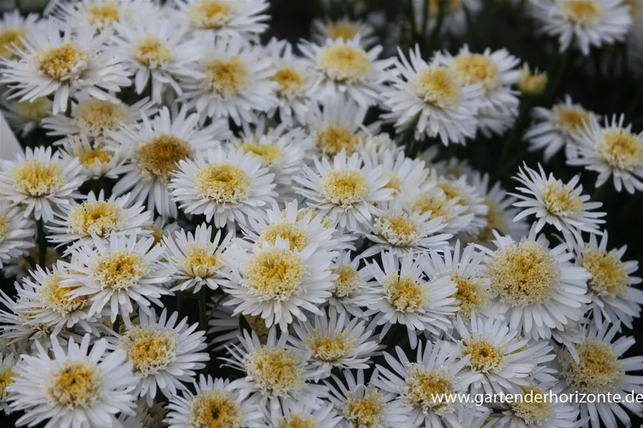 Gefüllte Alpen-Aster 'X White' 9 x 9 cm Topf 0,5 Liter