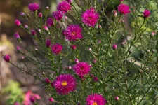 Glattblatt-Aster 'Neron' 1 Liter Topf