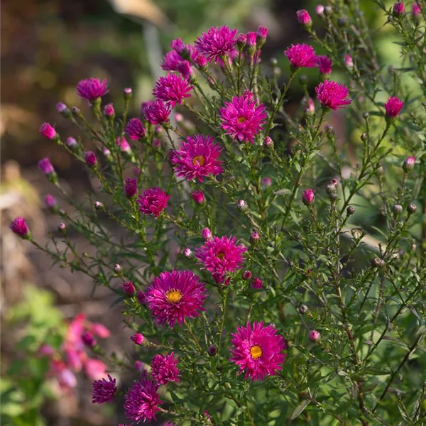 Glattblatt-Aster 'Neron'