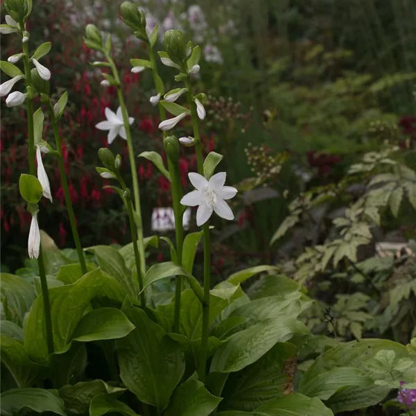 Duftende Lilien-Funkie 'Royal Standard'