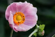 Herbst-Anemone 'September Charm' 9 x 9 cm Topf 0,5 Liter