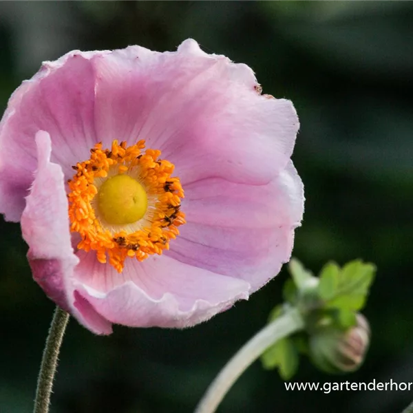 Herbst-Anemone 'September Charm'