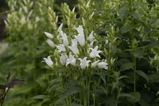 Großblütige Wald-Glockenblume 'Alba' 1 Liter Topf