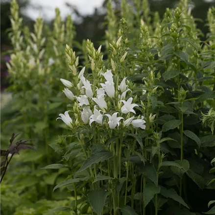 Großblütige Wald-Glockenblume 'Alba'