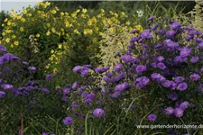 Glattblatt-Aster 'Fuldatal' 1 Liter Topf