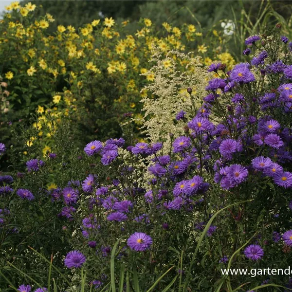 Glattblatt-Aster 'Fuldatal'