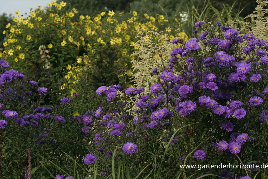 Glattblatt-Aster 'Fuldatal' 1 Liter Topf