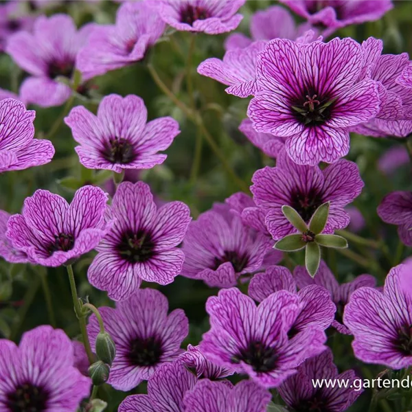 Aschgrauer Storchschnabel 'Laurence Flatman'