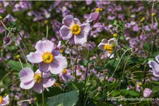 Herbst-Anemone 'September Charm' 9 x 9 cm Topf 0,5 Liter