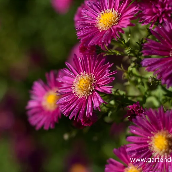 Glattblatt-Aster 'Crimson Brocade'