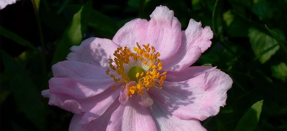 Herbst-Anemone 'Königin Charlotte' 9 x 9 cm Topf 0,5 Liter