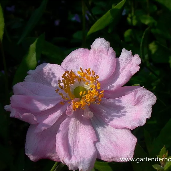 Herbst-Anemone 'Königin Charlotte'