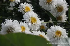 Gefüllte Sommer-Margerite 'Snehurka' 1,3 Liter Topf