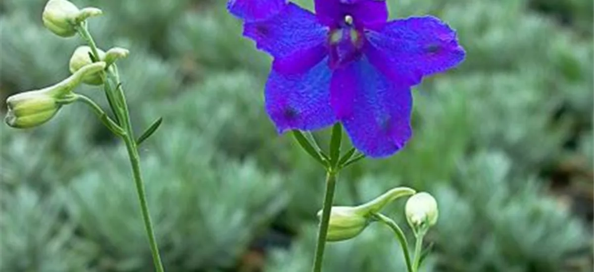 Großblütiger Zwerg-Rittersporn 'Blauer Spiegel' 1 Liter Topf