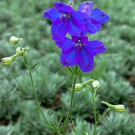 Großblütiger Zwerg-Rittersporn 'Blauer Spiegel'