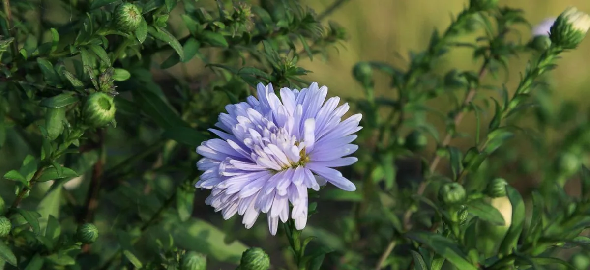 Glattblatt-Aster 'Porzellan' 1 Liter Topf