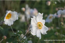 Herbst-Anemone 'Honorine Jobert' 9 x 9 cm Topf 0,5 Liter