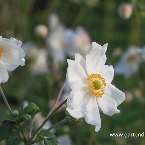 Herbst-Anemone 'Honorine Jobert'