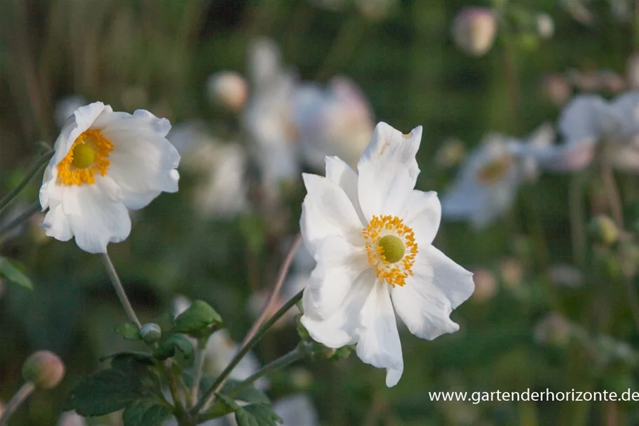 Herbst-Anemone 'Honorine Jobert' 9 x 9 cm Topf 0,5 Liter