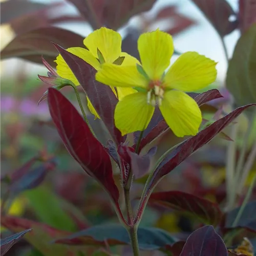 Bronze-Felberich 'Firecracker'