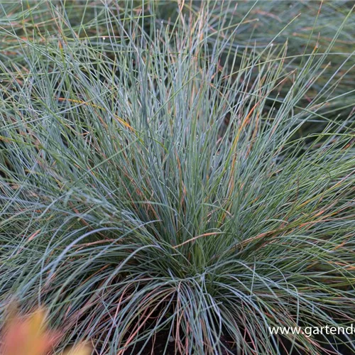 Blau-Schwingel 'Festina'