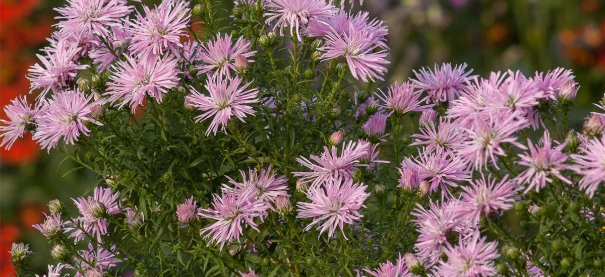 Glattblatt-Aster 'Rosenquarz' 1 Liter Topf