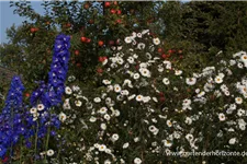 Glattblatt-Aster 'Schneekuppe' 1 Liter Topf