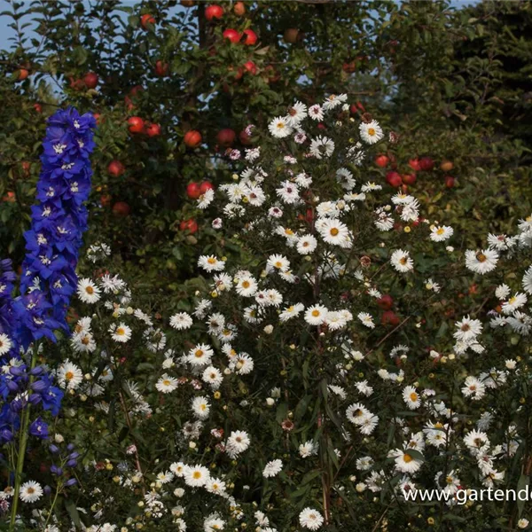 Glattblatt-Aster 'Schneekuppe'